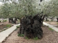 olive-tree-in-the-garden-of-gethsemane